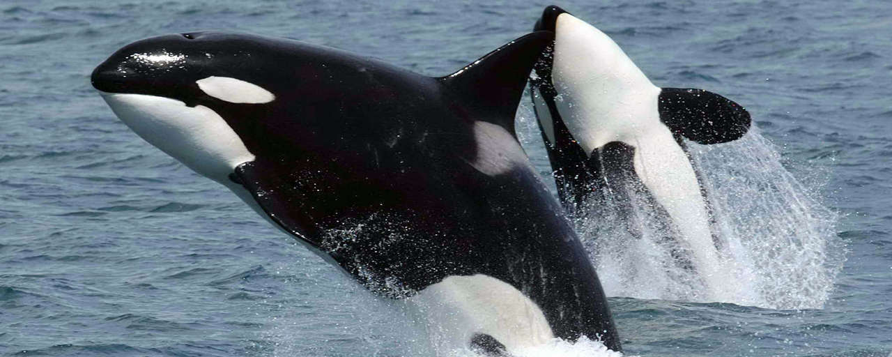 Killerwhales jumping